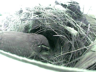male wren peeking in nest