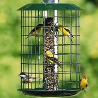 Best Thistle Feeders For Attracting Goldfinch and House Finches