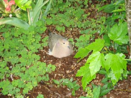 dove incubating eggs on nest on the ground