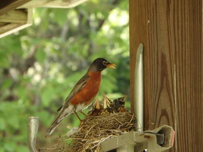 mom robin checking on young in nest