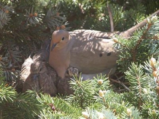 A mother dove and here two babies huddled in the nest