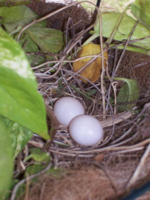mourning dove eggs size