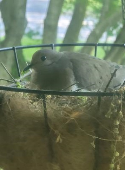 dove brooding young hatchling