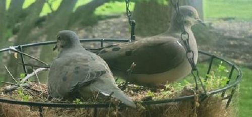Doves switching places for incubation