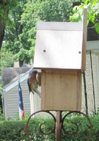 male bluebird bringing food to the chicks in the birdhouse