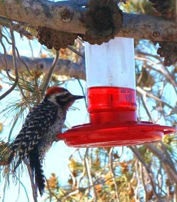 birds that like hummingbird feeders