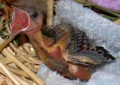 nestling robin in makeshift nest