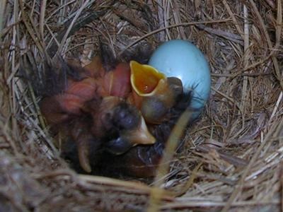 Wisconsin's Bluebird Comeback: Beautiful native bird is thriving