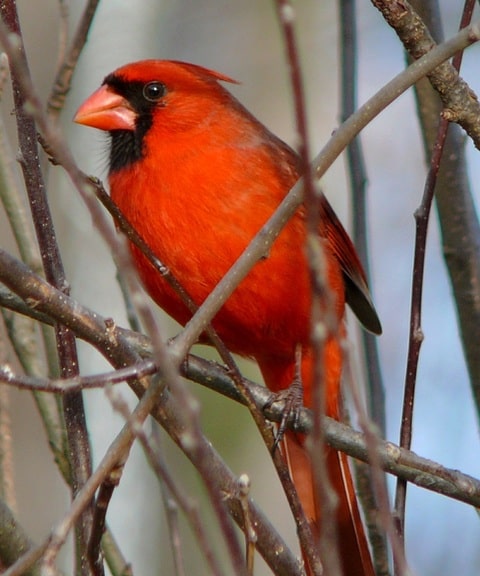 Guide to Arizona's Northern and Desert Cardinal Birds