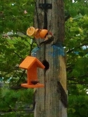 fruit feeder setup with oranges and jelly