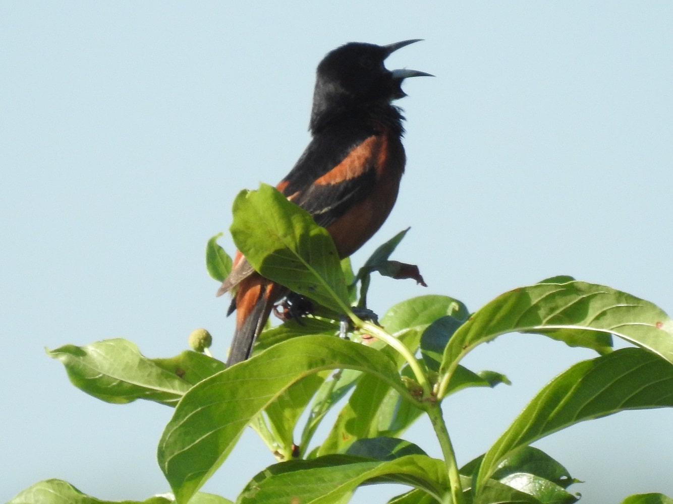 Orchard Oriole  Missouri Department of Conservation