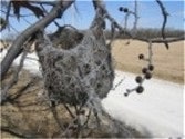 Oriole Nest