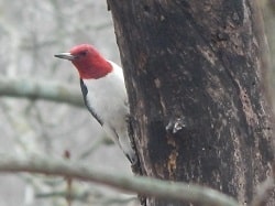 red headed woodpecker on tree