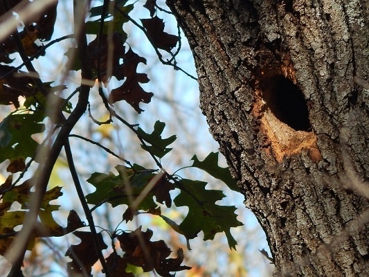 Red-Headed Woodpecker Tree Cavity Nest