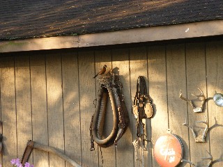 robin feeding chicks nesting on horse collar