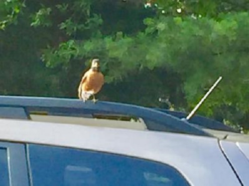 moma robin watching us while she perches on top of our car