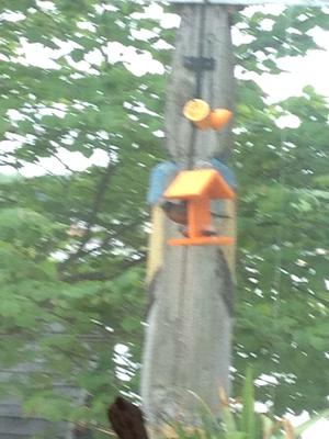 robin eating grape jelly from oriole feeder