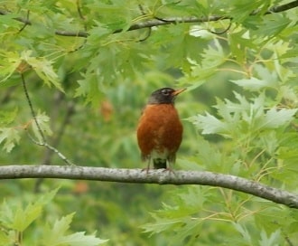 Offer robins what they need and they'll stick around