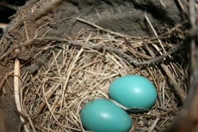 Robin's Nest On Garage Ceiling