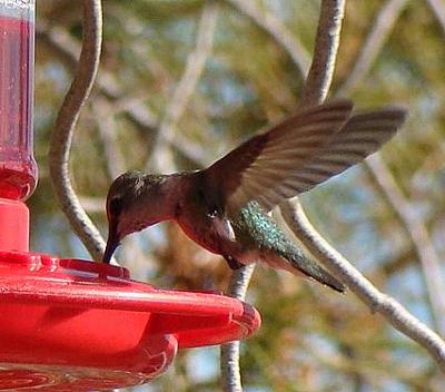 female rufous-hummingbird