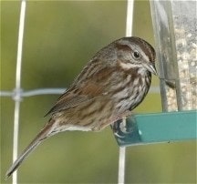 Song Sparrow Habits