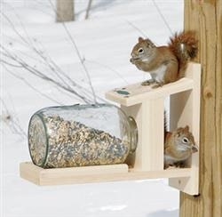 The Red Squirrels Breeding Nesting and Feeding Habits