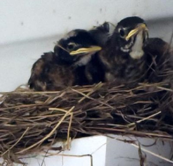 three baby robins in nest
