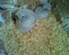 Baby Kestrel with injured leg in the container.