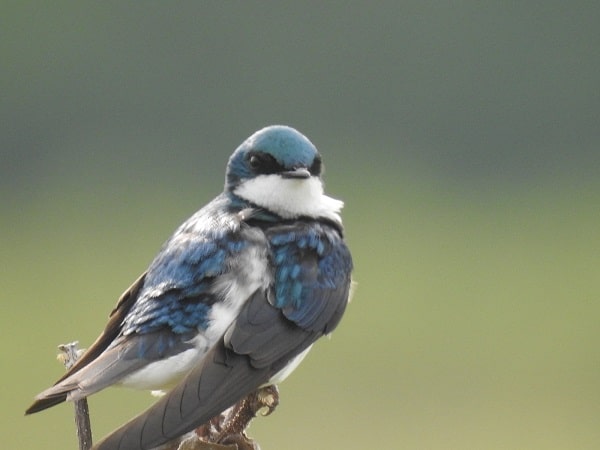 tree swallow food