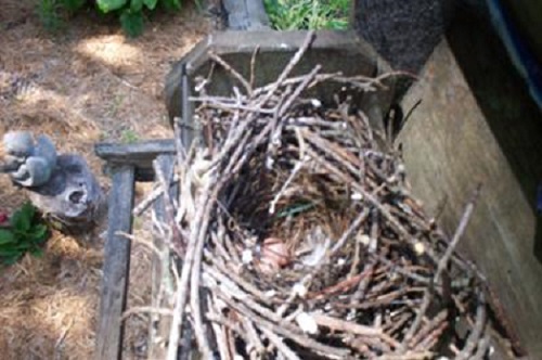 wren nest in a bird feeder