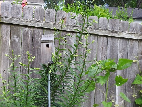 Discover the House Wren: Nesting, Feeding, Eating, and Mating Habits