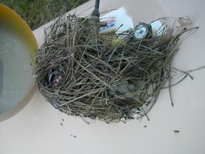 Strange Places Wrens Nest