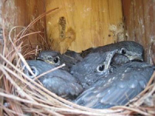 baby bluebirds almost ready to leave nest