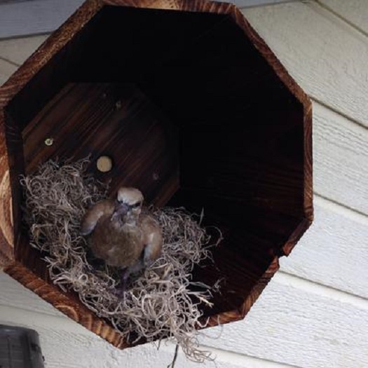 dove in our homemade shelter