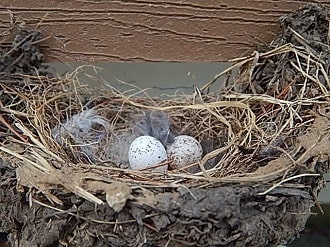 abandoned bird eggs