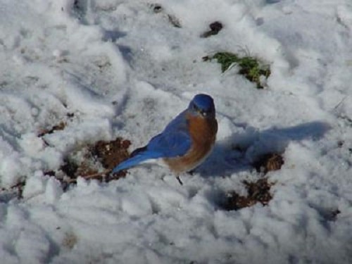 bluebird on the ground in the snow