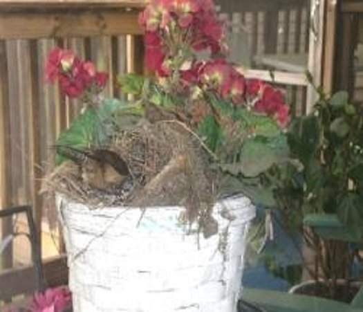 wren going into nest to feed young