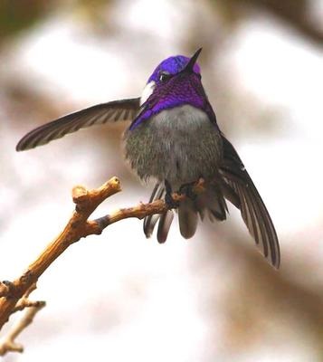 costa's hummingbird showing purple feathers