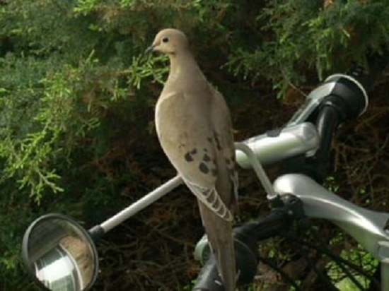 dove on bike handle bars