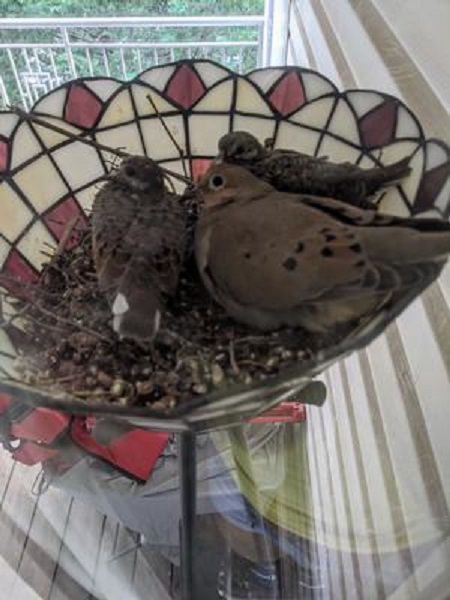 doves in lampshade nest