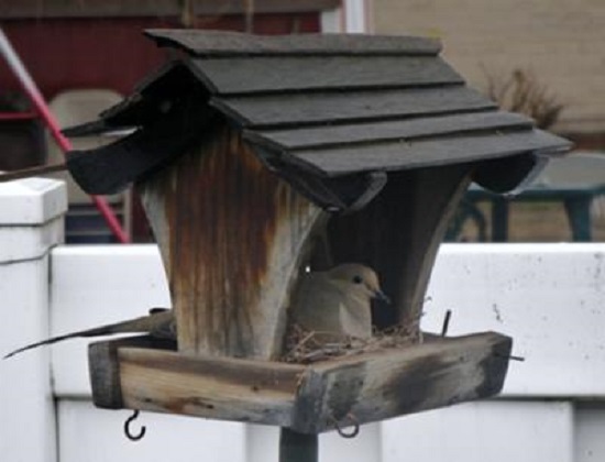 dove nesting on wood bird feeder
