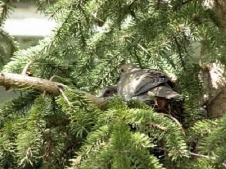 dad and baby dove in nest