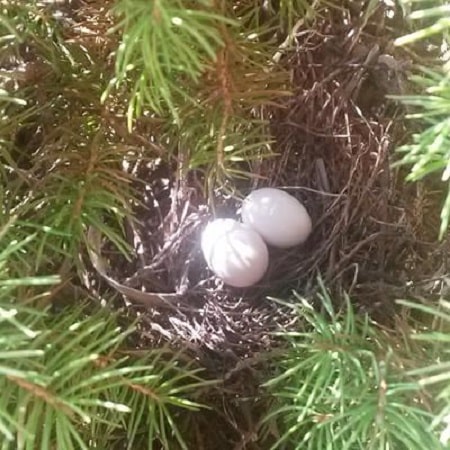 two dove eggs in a nest