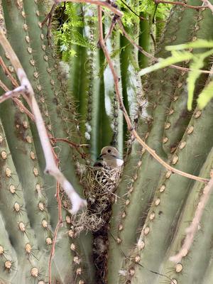dove in saguaro cactus nesting