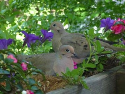 dove pair in nest built inside hanging planter