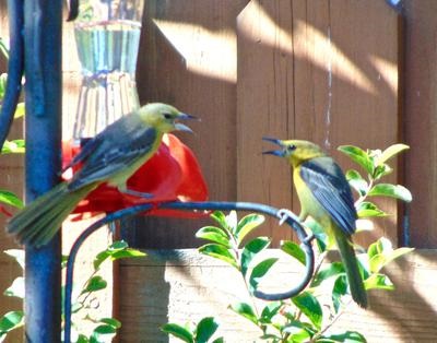 two female hooded orioles on hummingbird feeder