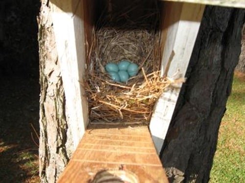 Five Bluebird Eggs in Nest Box