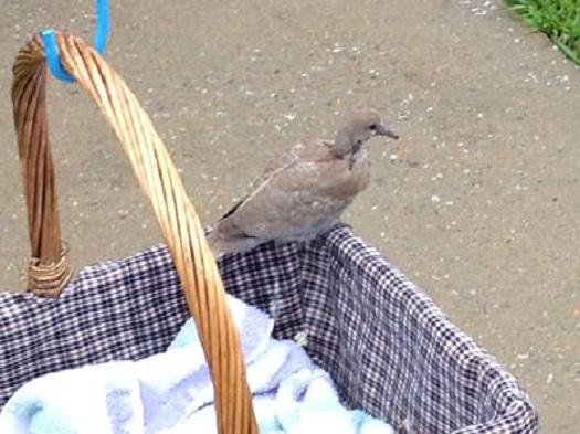 dove standing on picnic basket