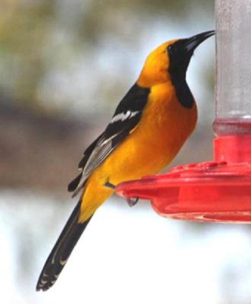 male Hooded Oriole.jpg