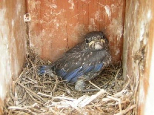 last bluebird chick still in nest box